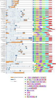 Genome-wide comparison and in silico analysis of splicing factor SYF2/NTC31/p29 in eukaryotes: Special focus on vertebrates